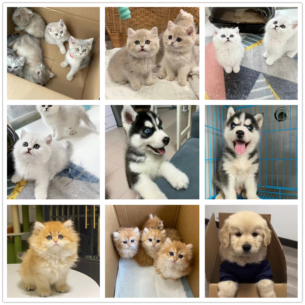 猫狗宠物相册定制