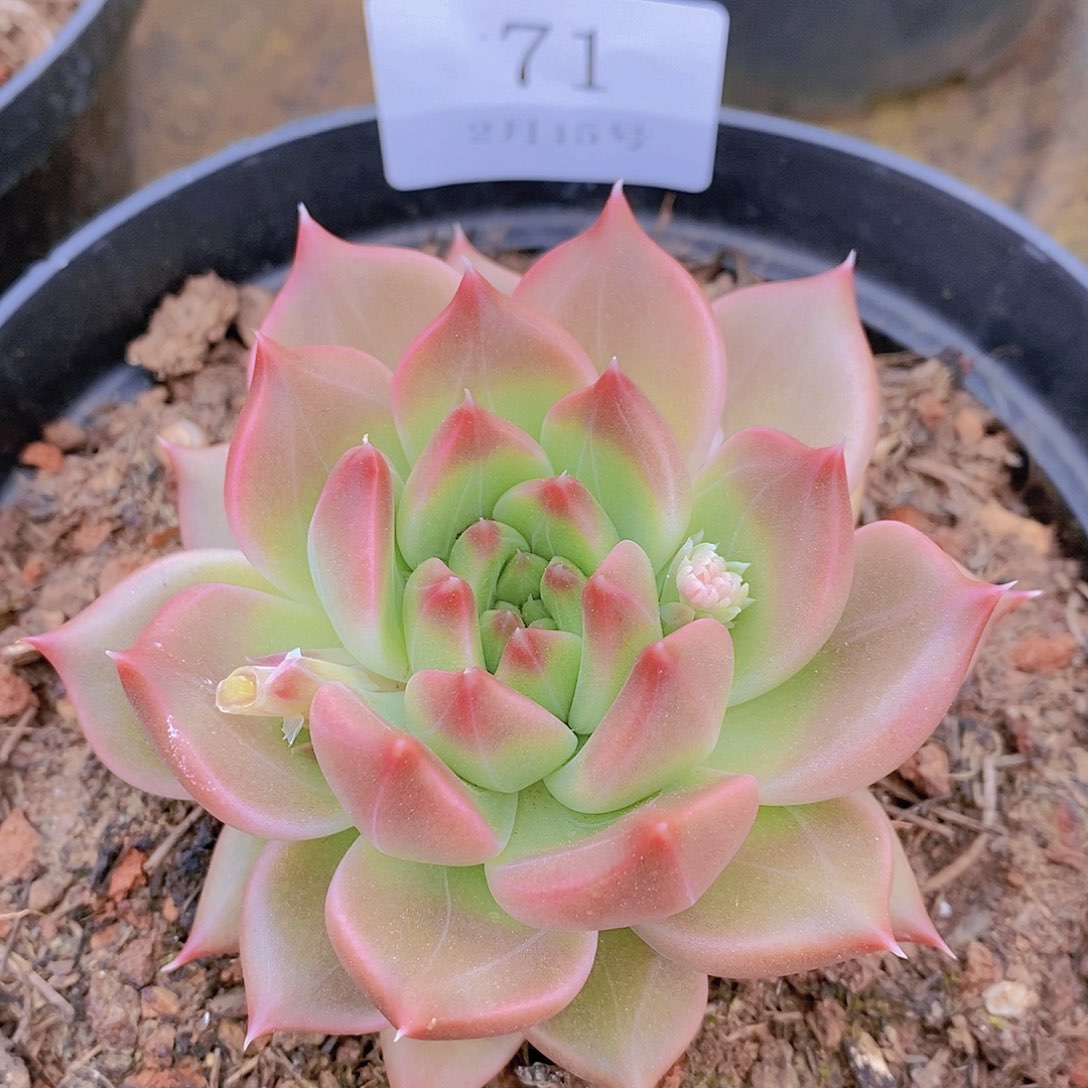 【闪购商品】云71号