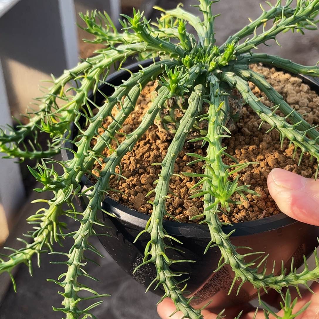 孔雀丸66666666666666