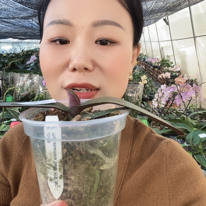 无花朵白瓷蝴蝶兰