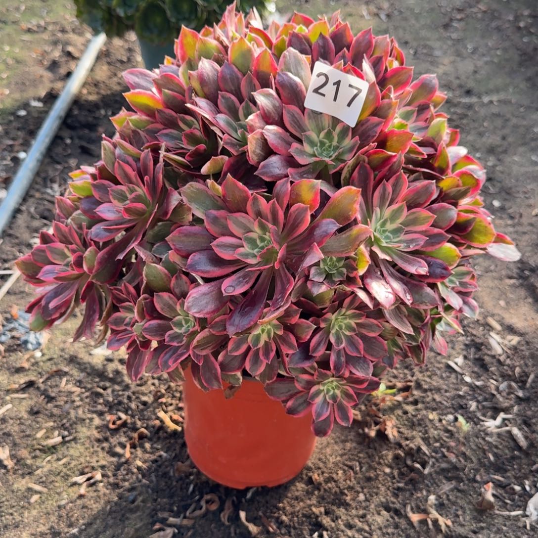 浣纱法师多肉217号法师多肉