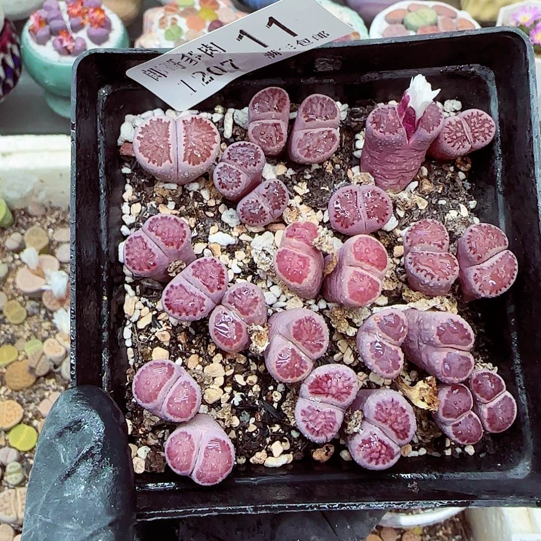 生石花满18包邮1207-11