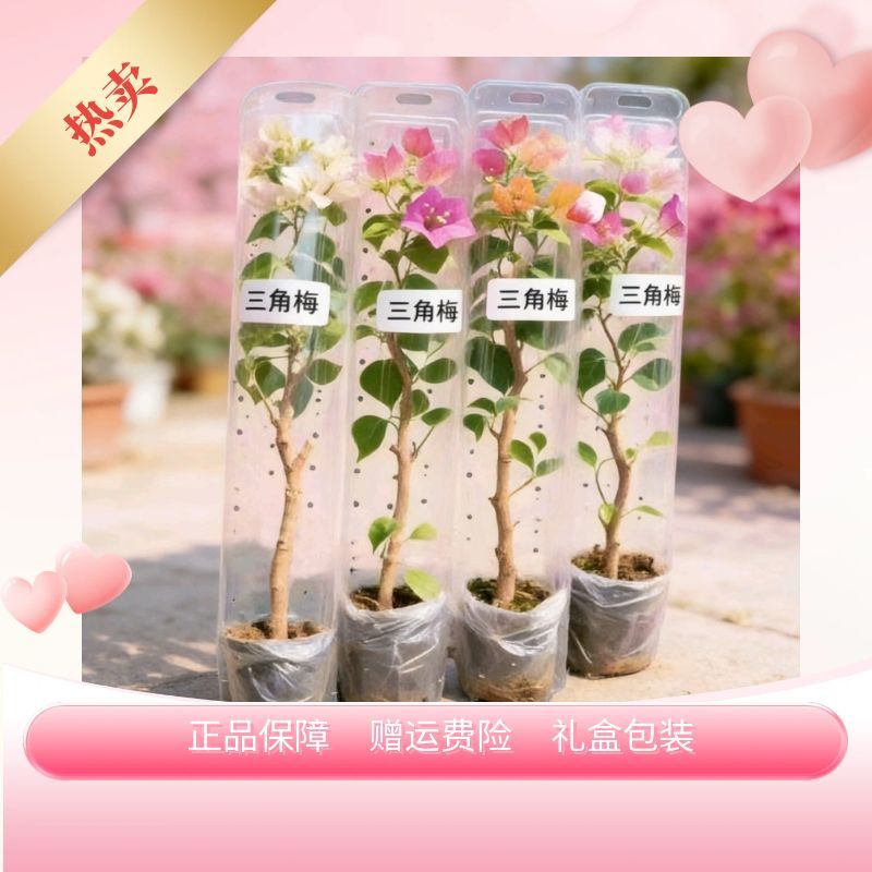 【小苗带花带根系】三角梅苗带花发货稀有勤花品种花卉绿植四季开花