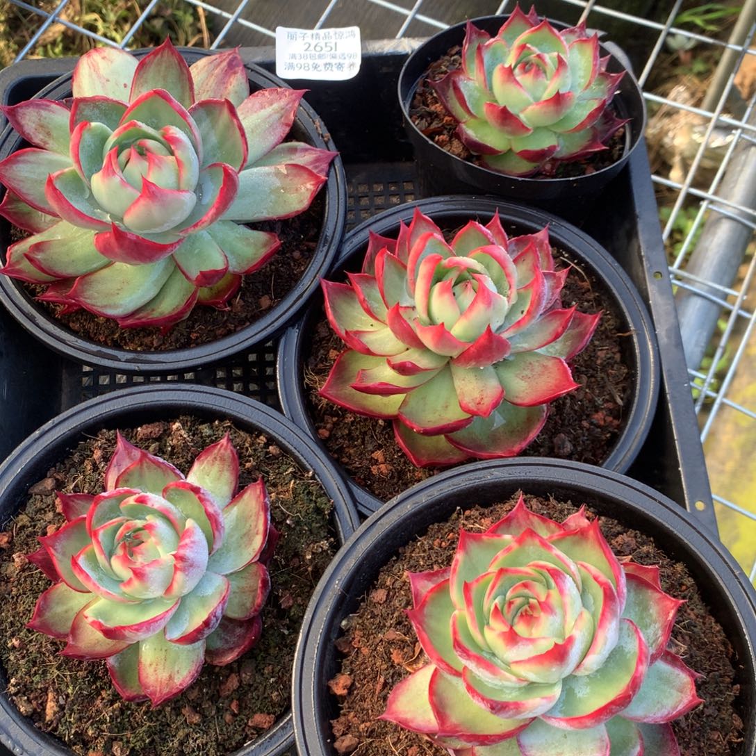 2651号多肉植物5颗