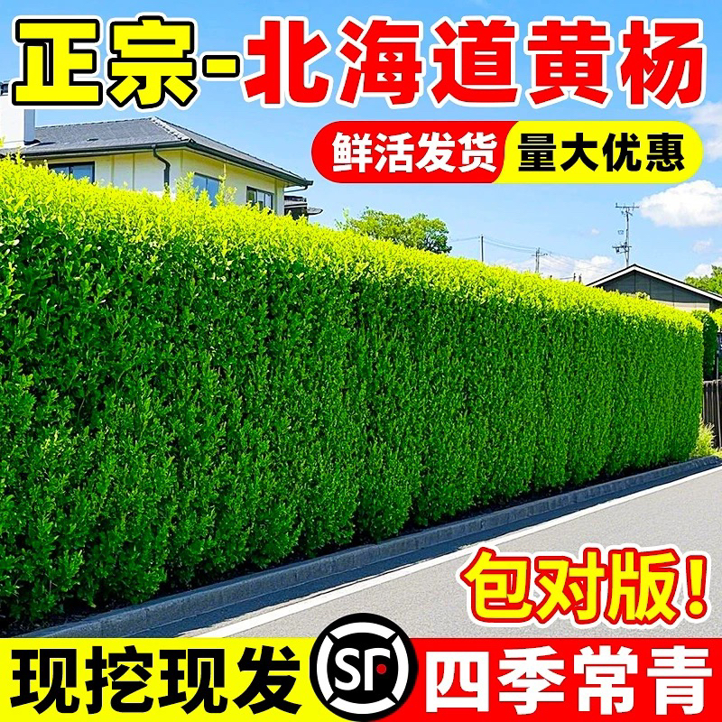 冬青树苗北海道大叶黄杨直立篱笆墙庭院围墙四季常青耐寒绿篱