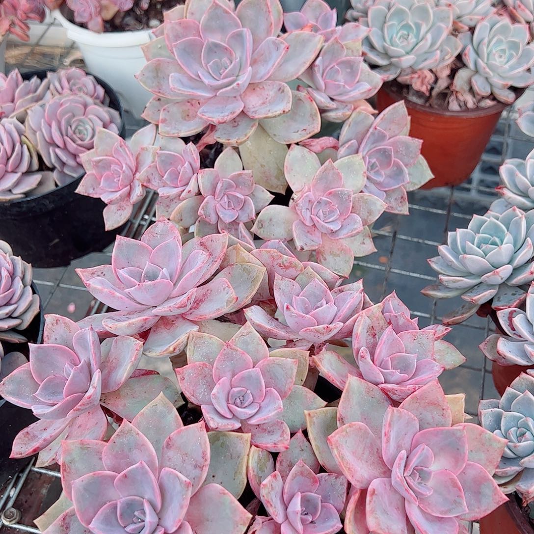 中国初恋多头群生老桩特价二盆