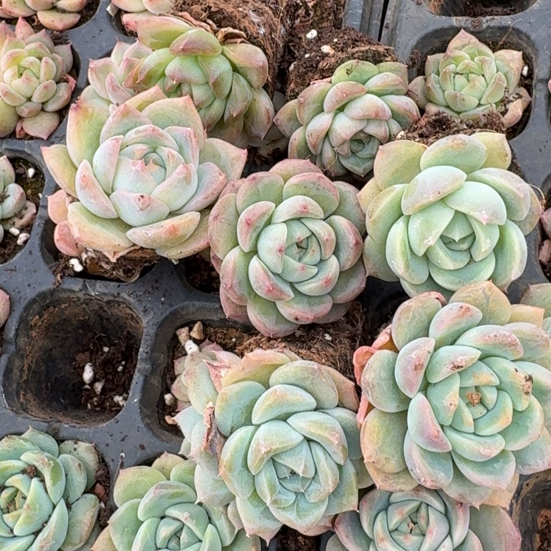 28-40中门右一小珍妮绿菜未选育二十颗量拍