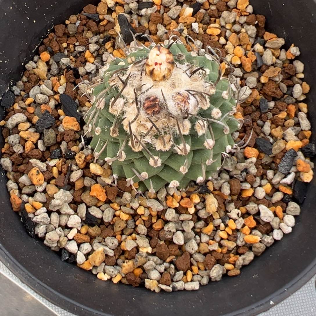 无花朵娇丽娇丽娇丽