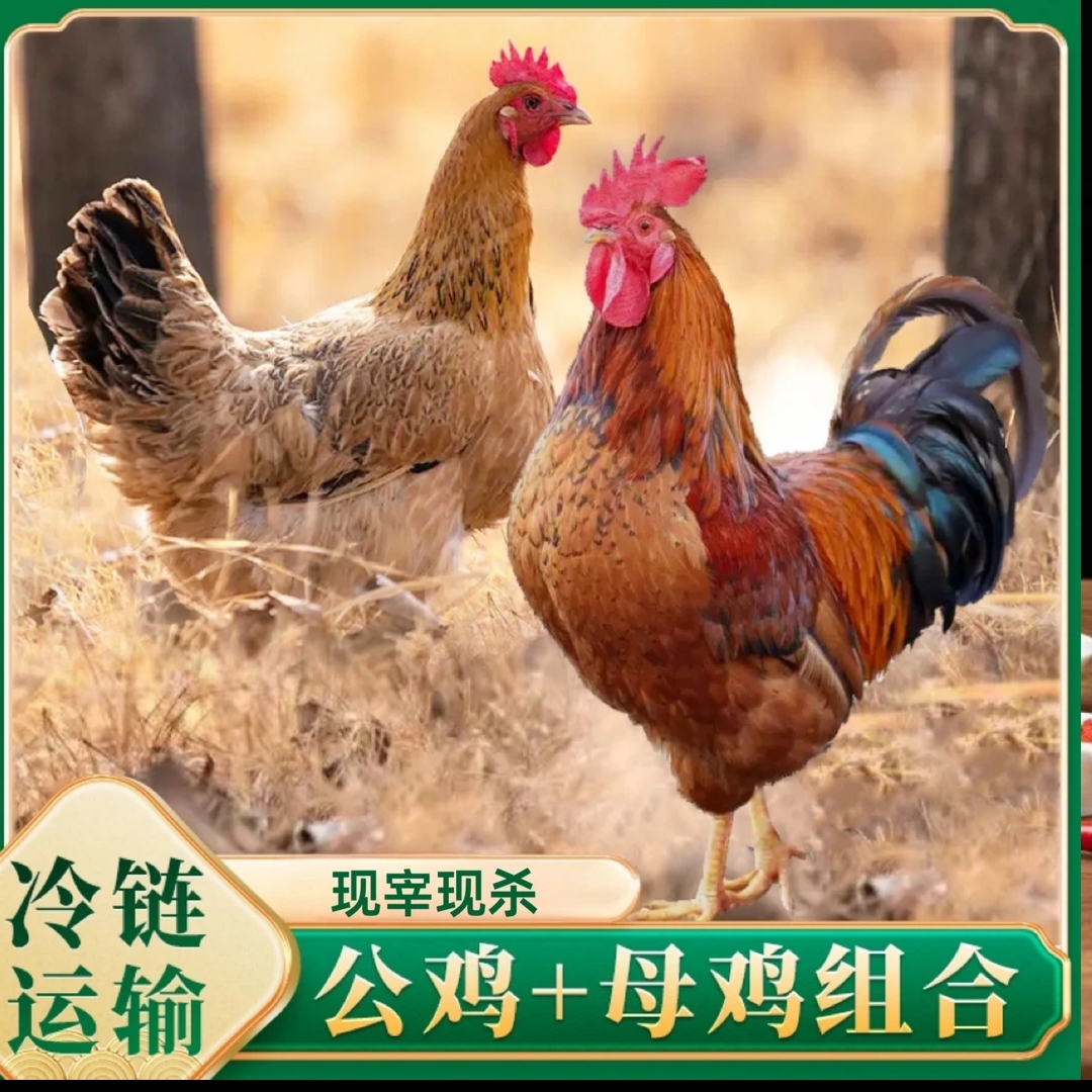 【直播改价专用】农家散养公鸡走地鸡跑山鸡新鲜现杀顺丰冷链包邮