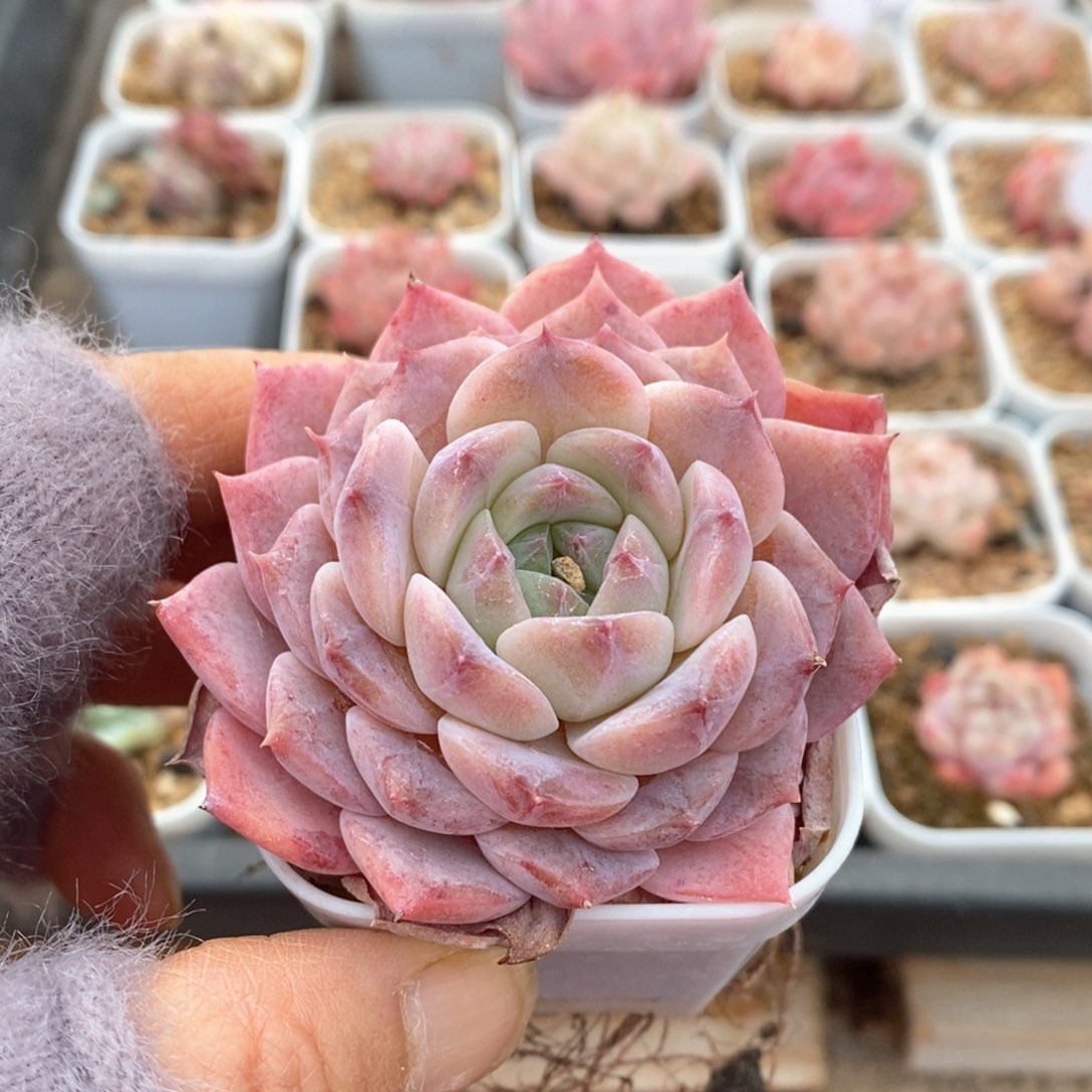 精品多肉一物一拍不包整716