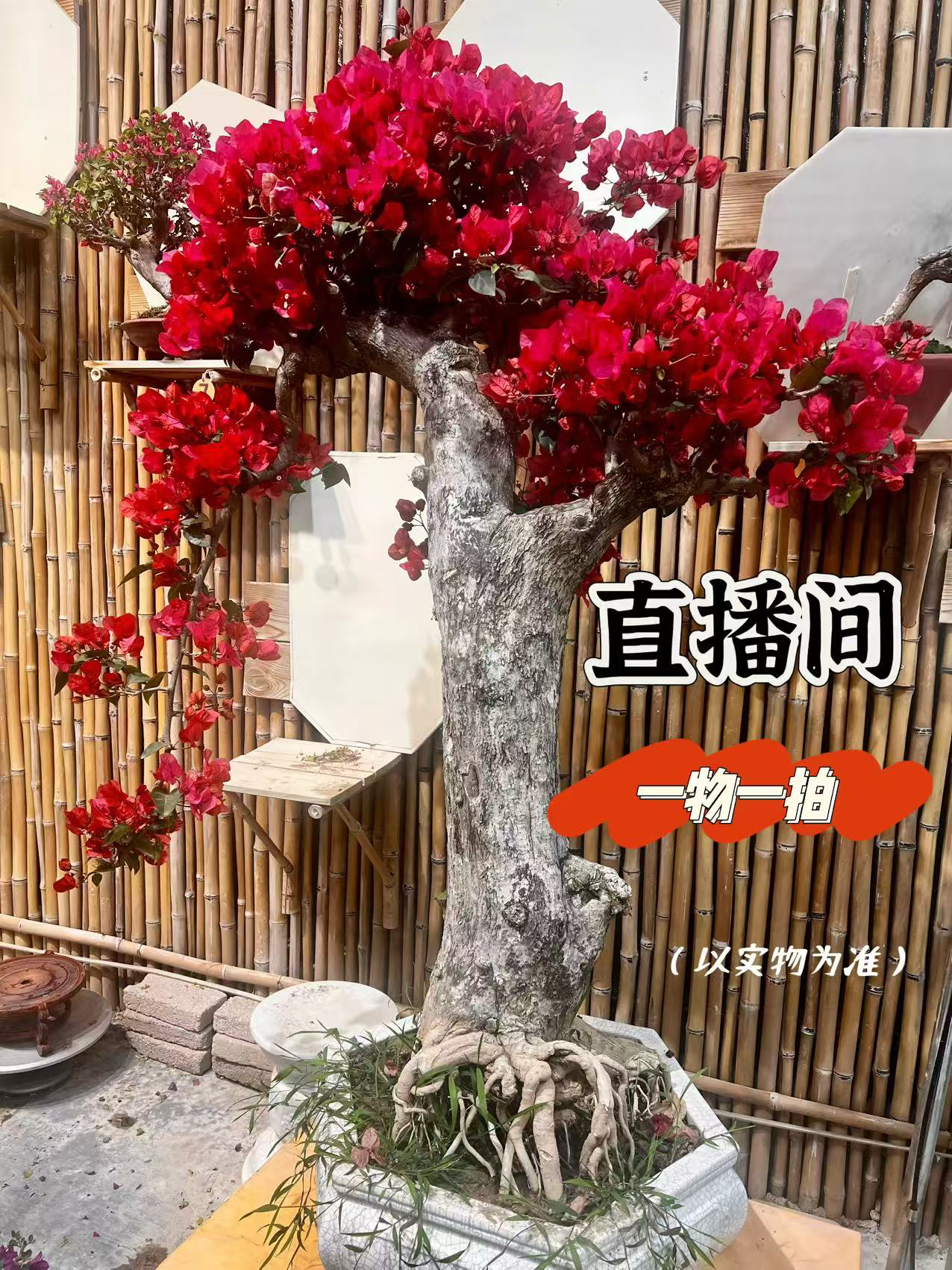 一物一拍三角梅阳台庭院高端盆景