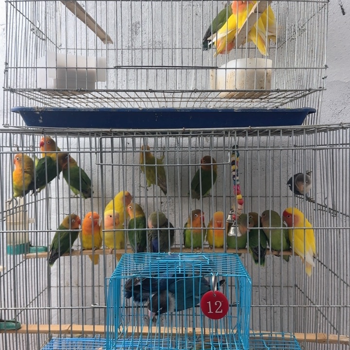 别***烦桃脸牡丹鹦鹉普蓝黑头