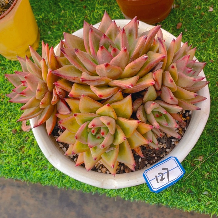 谢谢你的支持0000000127