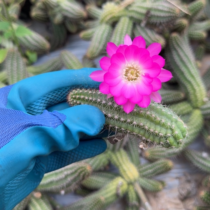 白檀仙人掌893侧芽一个