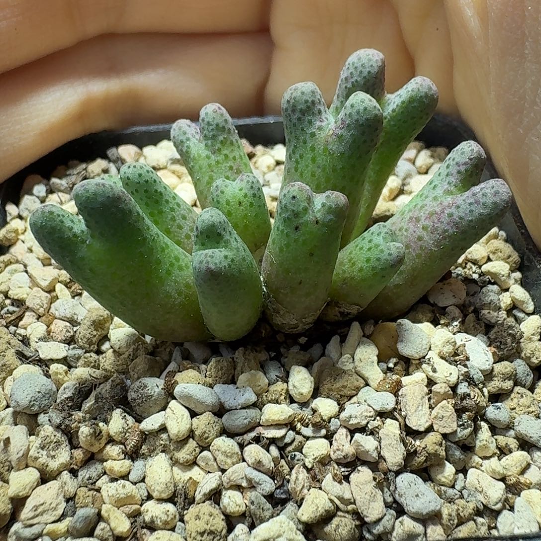 35号斑马群一物一拍