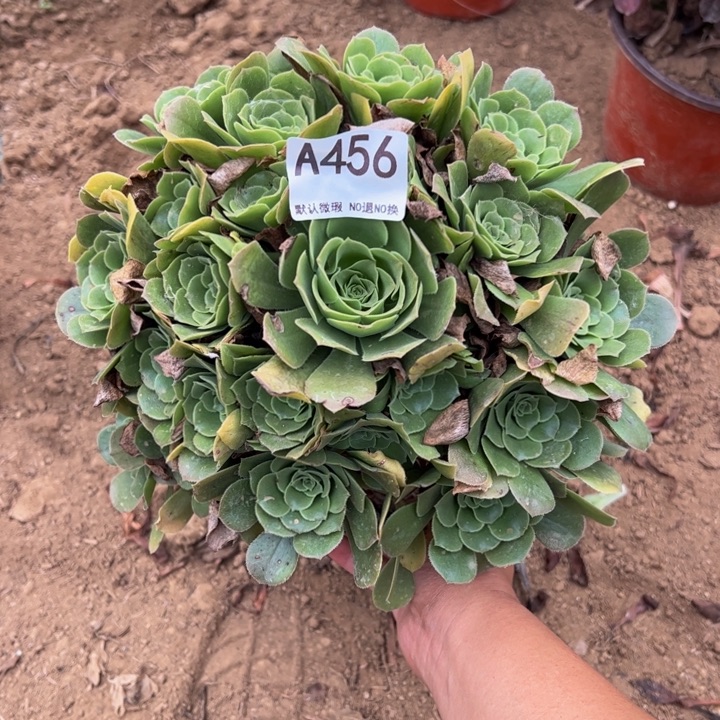 绿杨蓉多肉植物456.