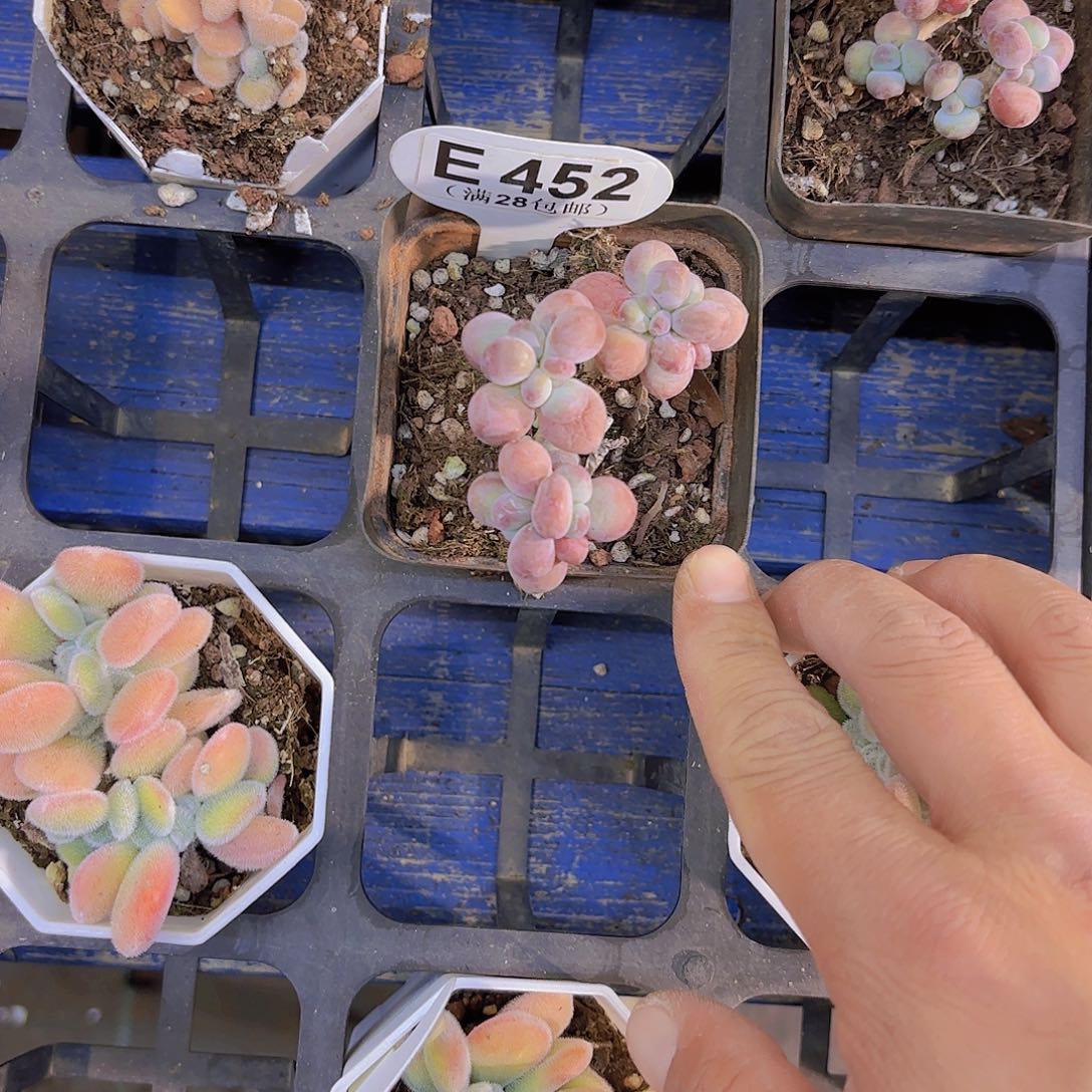 E452苹果奶一物一拍