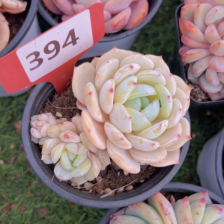 健健康康平平安安