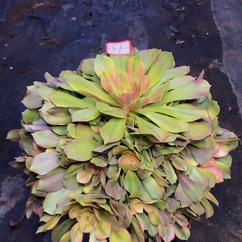 香妃捧花法师老桩31