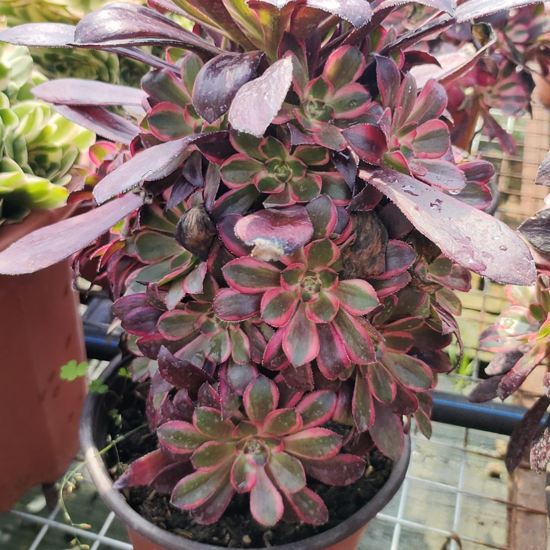 多肉法师锦香奈儿