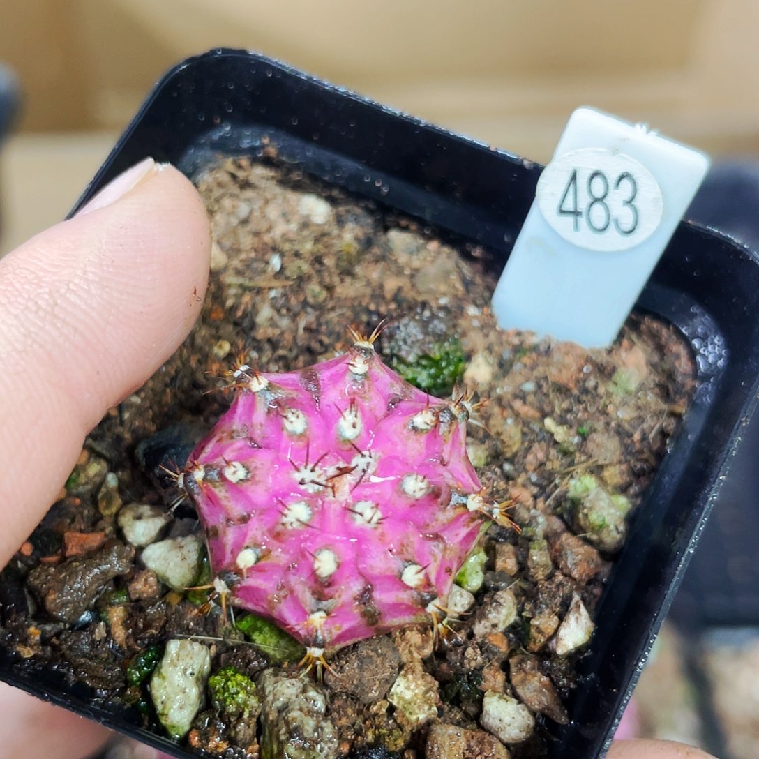 非偏远地区满25包邮仙人球