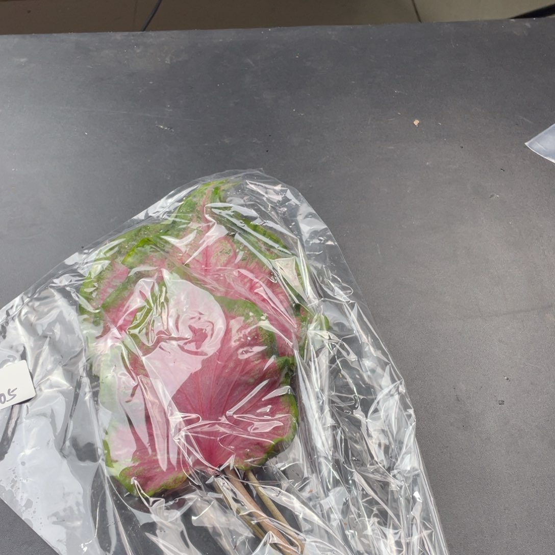 乱***缘无花朵奇缘111111