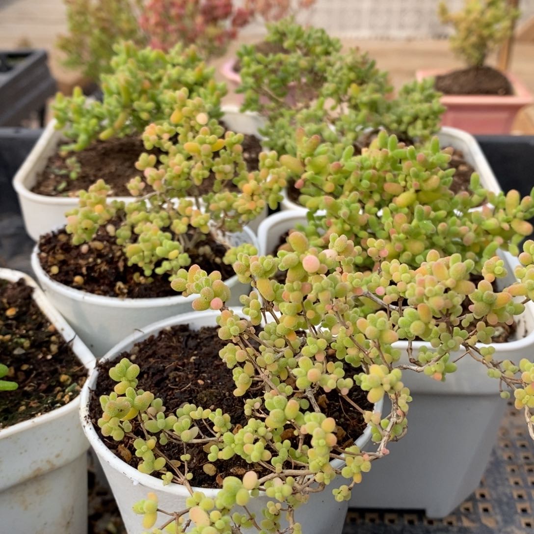 枝干蜜桔糖球来咯