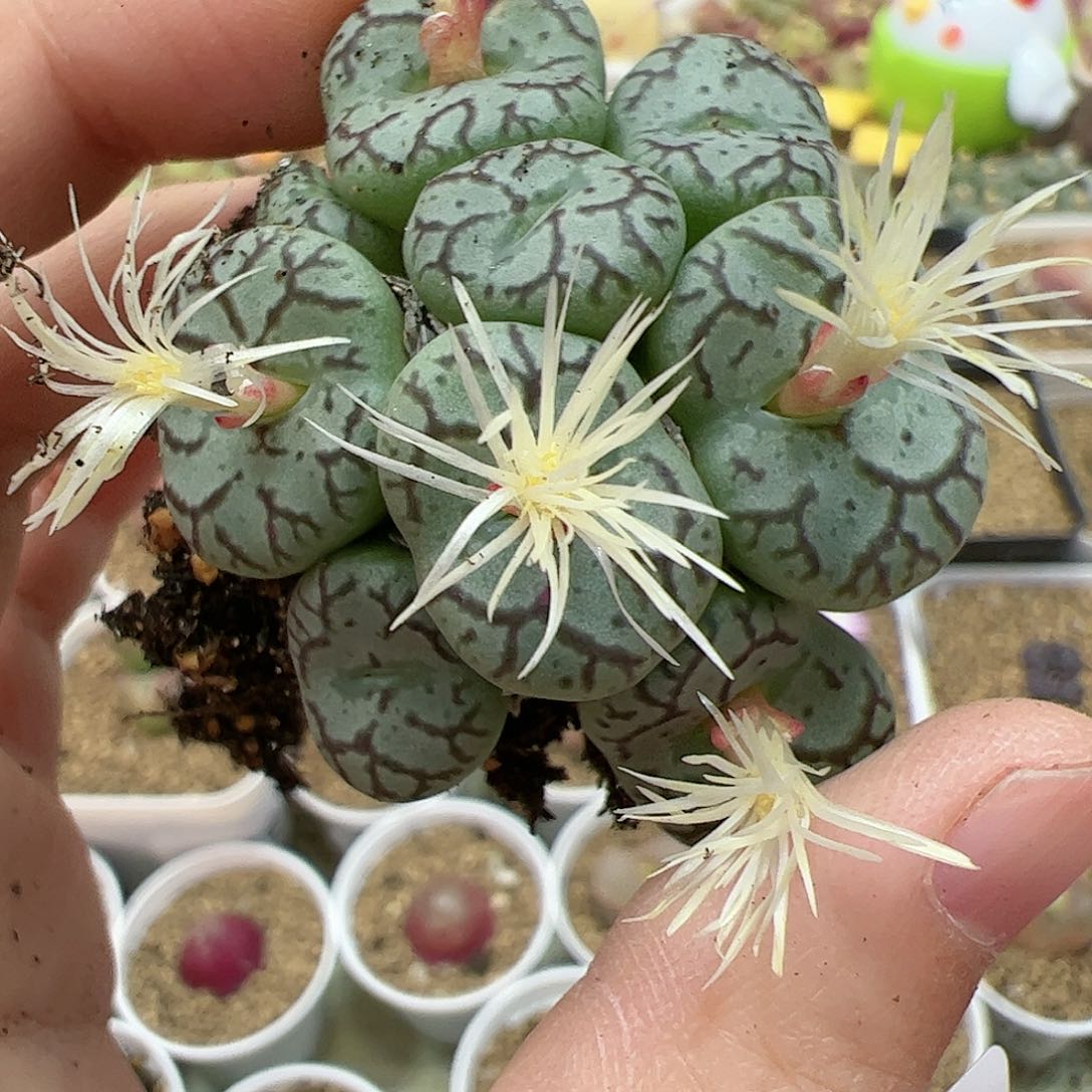 【闪购商品】27 双12限量福利