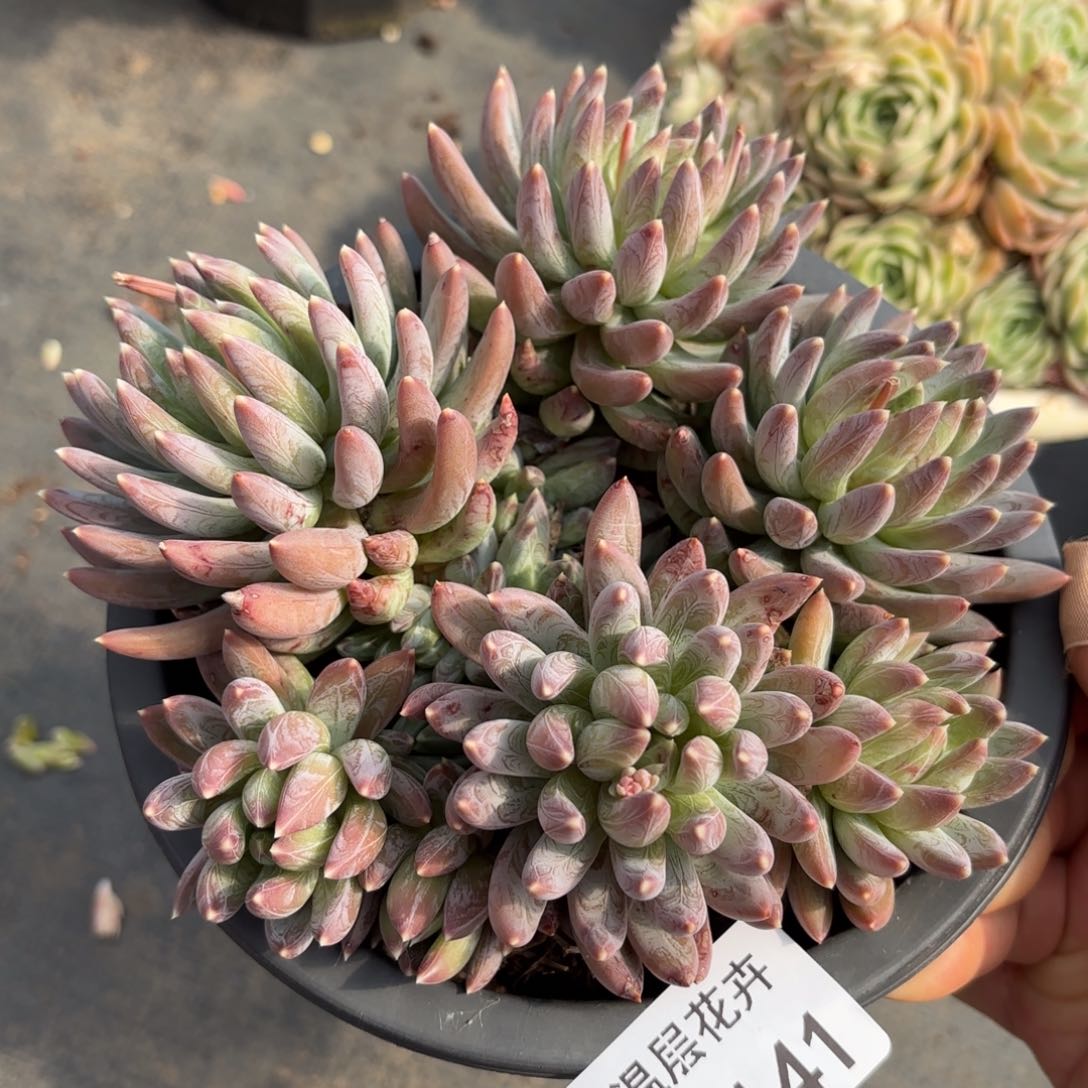 同温层多肉炫彩星141