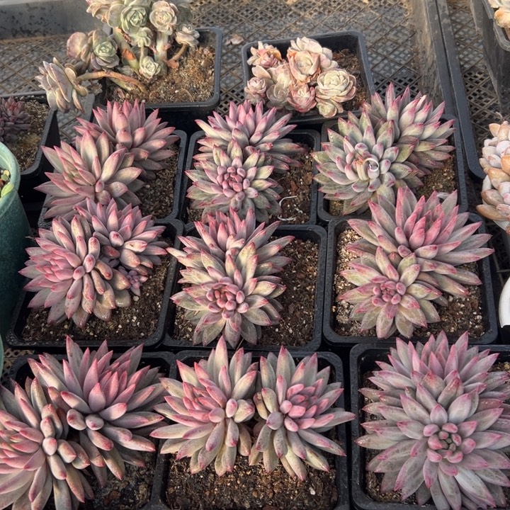 精品多肉植物老桩随机发一棵钻石羽毛体虞美人