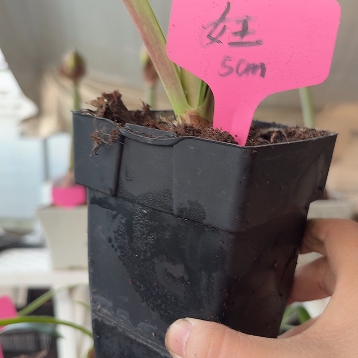 无花朵女王朱顶红直径5cm