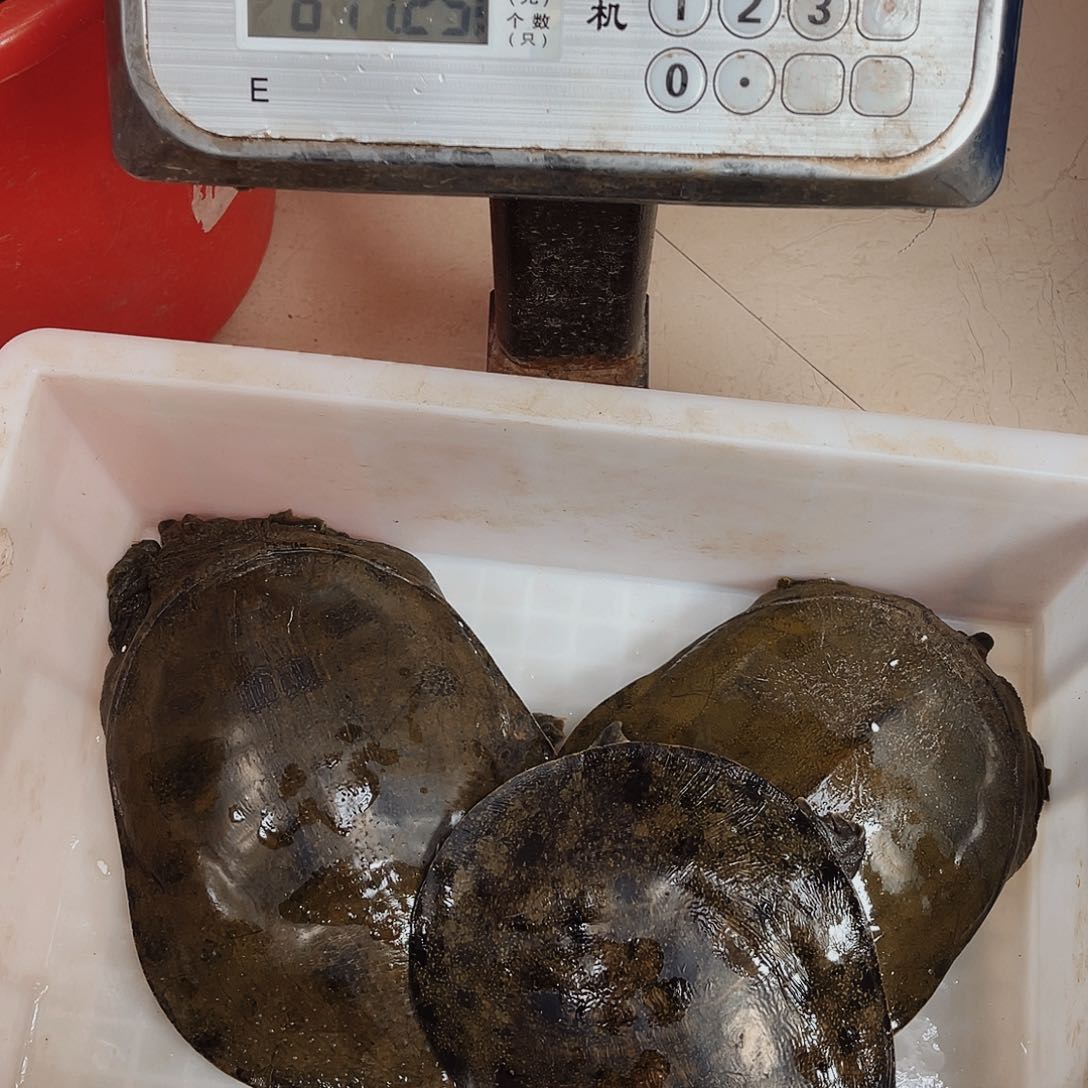 中国大陆野生甲鱼包邮