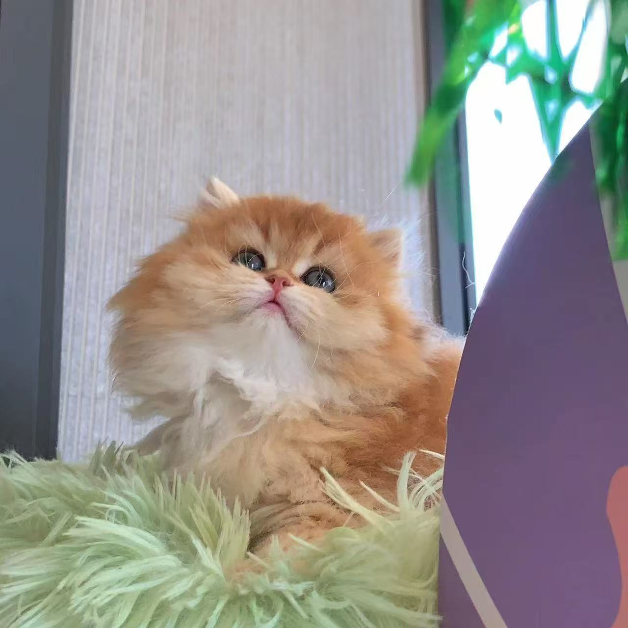 李倩倩猫舍全款活体链接