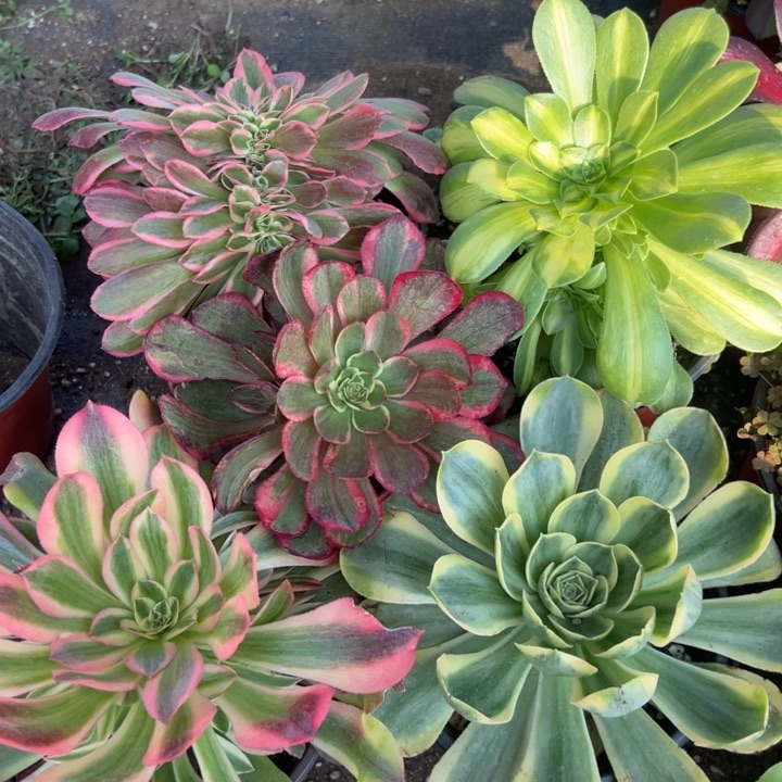 多肉植物5颗不售后