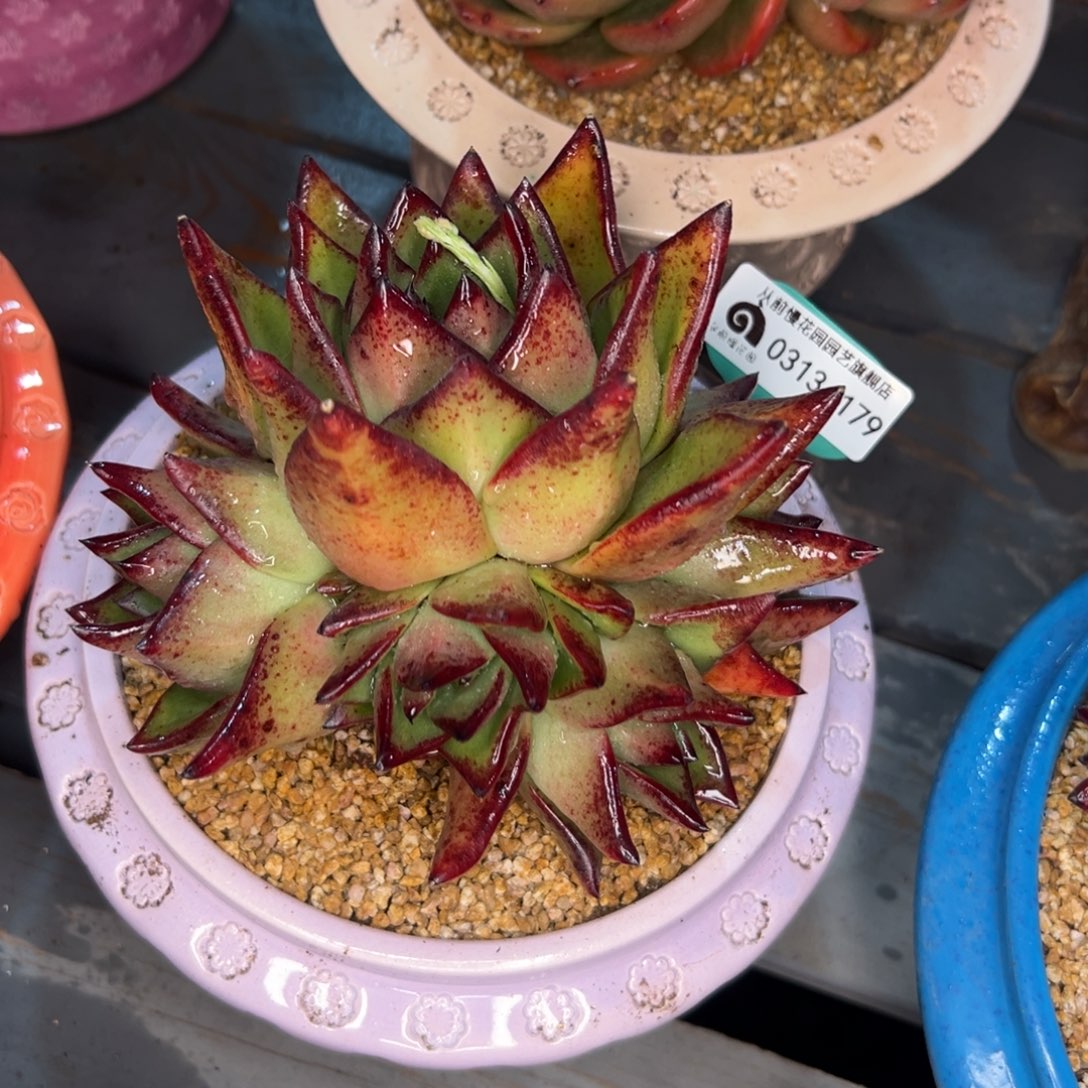 多肉一物一拍0313-179