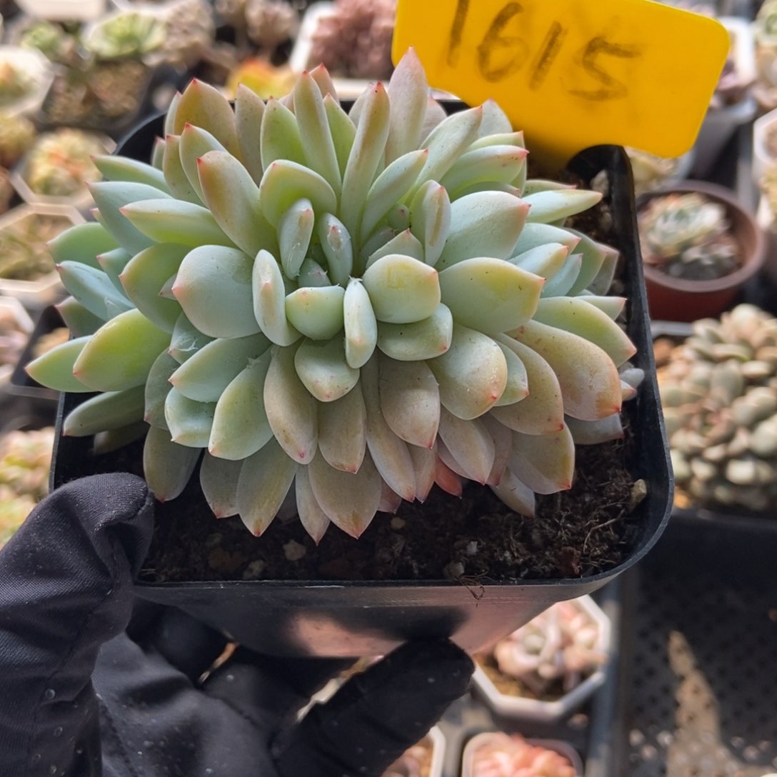 1615雪天使多肉植物保护
