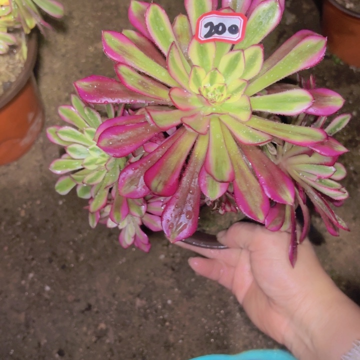 一物一拍萝莉锦200