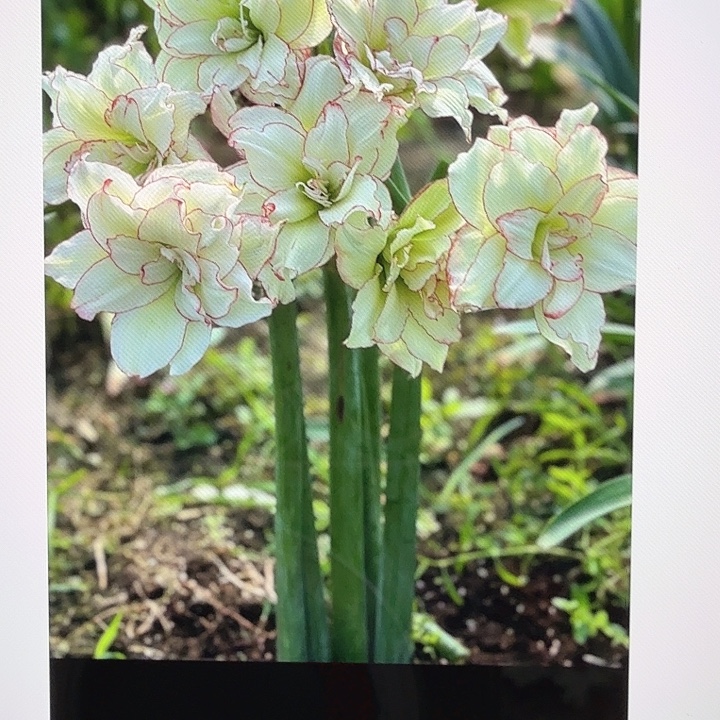 爬爬虾直径2.5+基地球