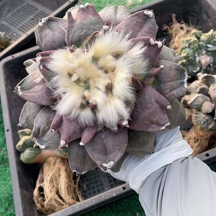 自根紫肌三指尤牡丹