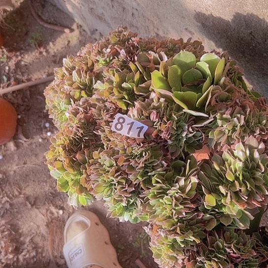 夏***_多肉植物一个玫瑰