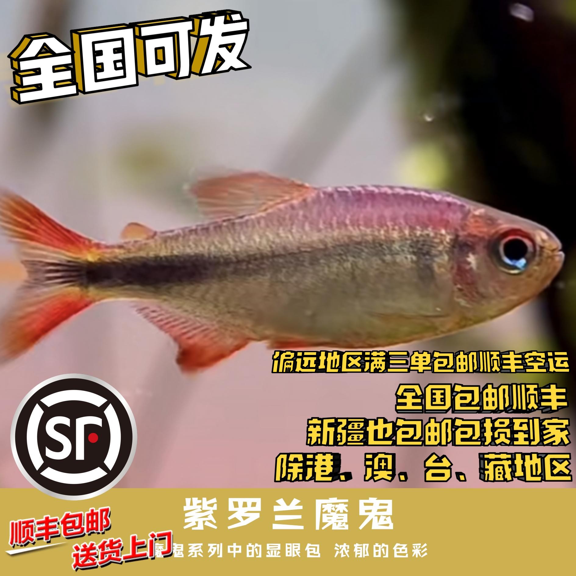 Boo小鱼 紫罗兰魔鬼 偏远地区任意三单包顺丰空运