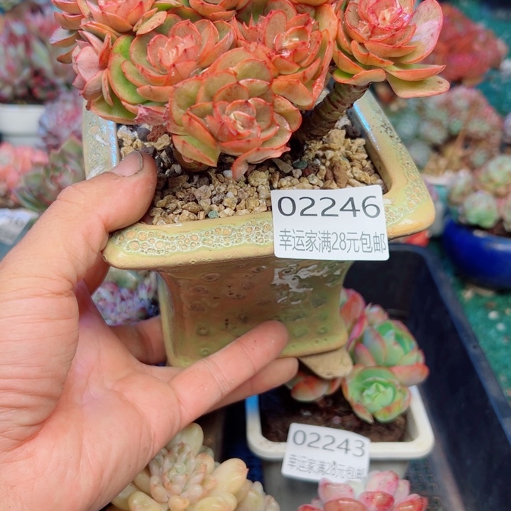 幸运的是我还没遇到你