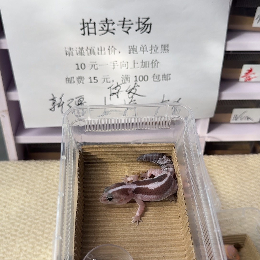 肥尾守宫直线奥祖妹妹