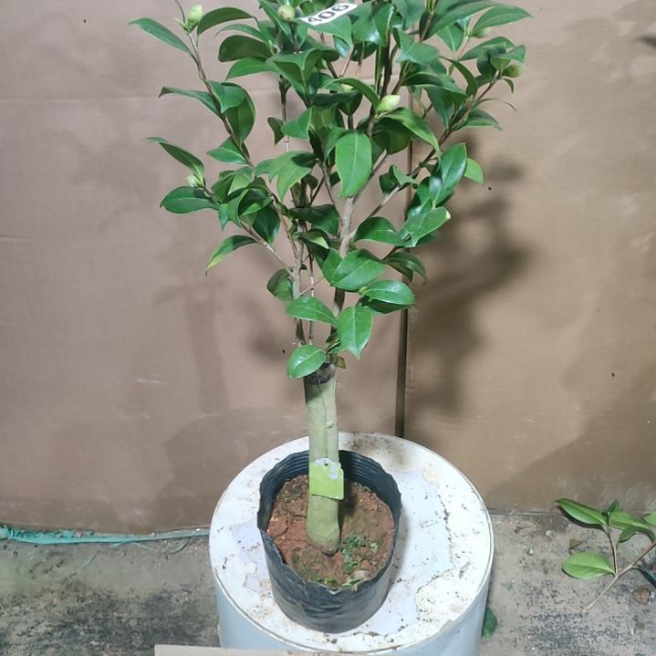 406凤凰城，原盆原土发货，不包邮