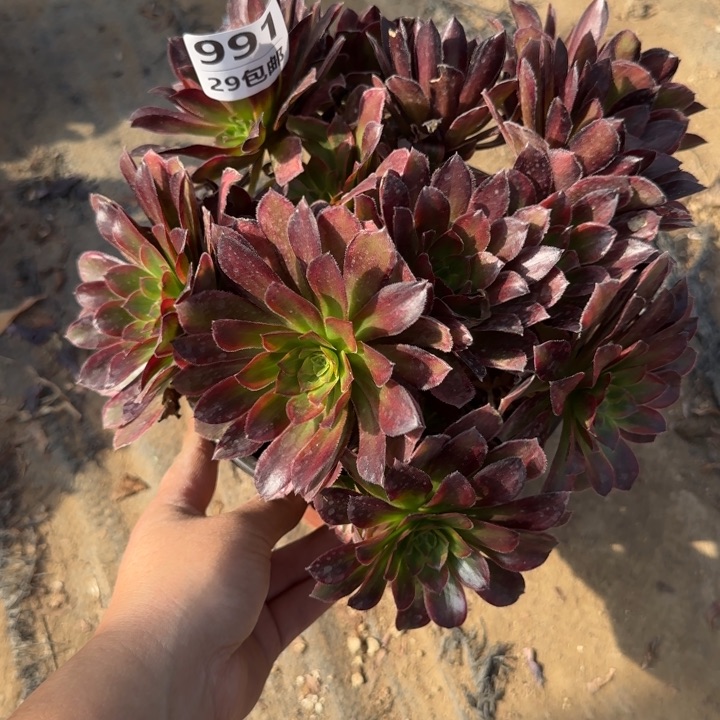 金丝缕……多肉植物……