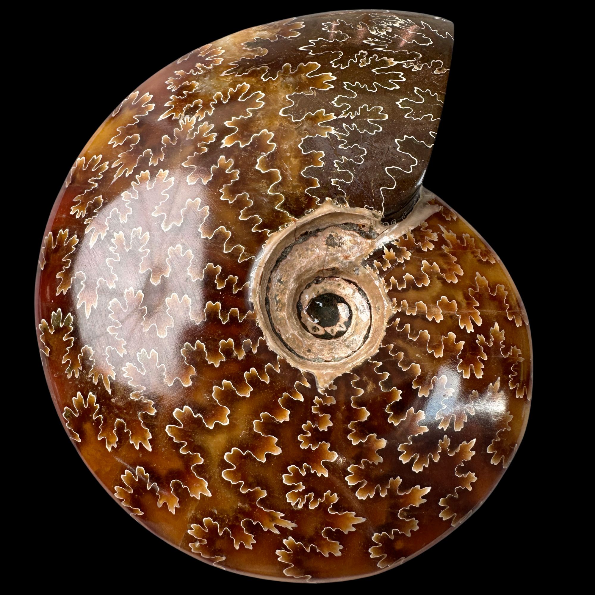 【叶菊石（摆件）】122.1mm 玉化 马达加斯加 古贝壳L5