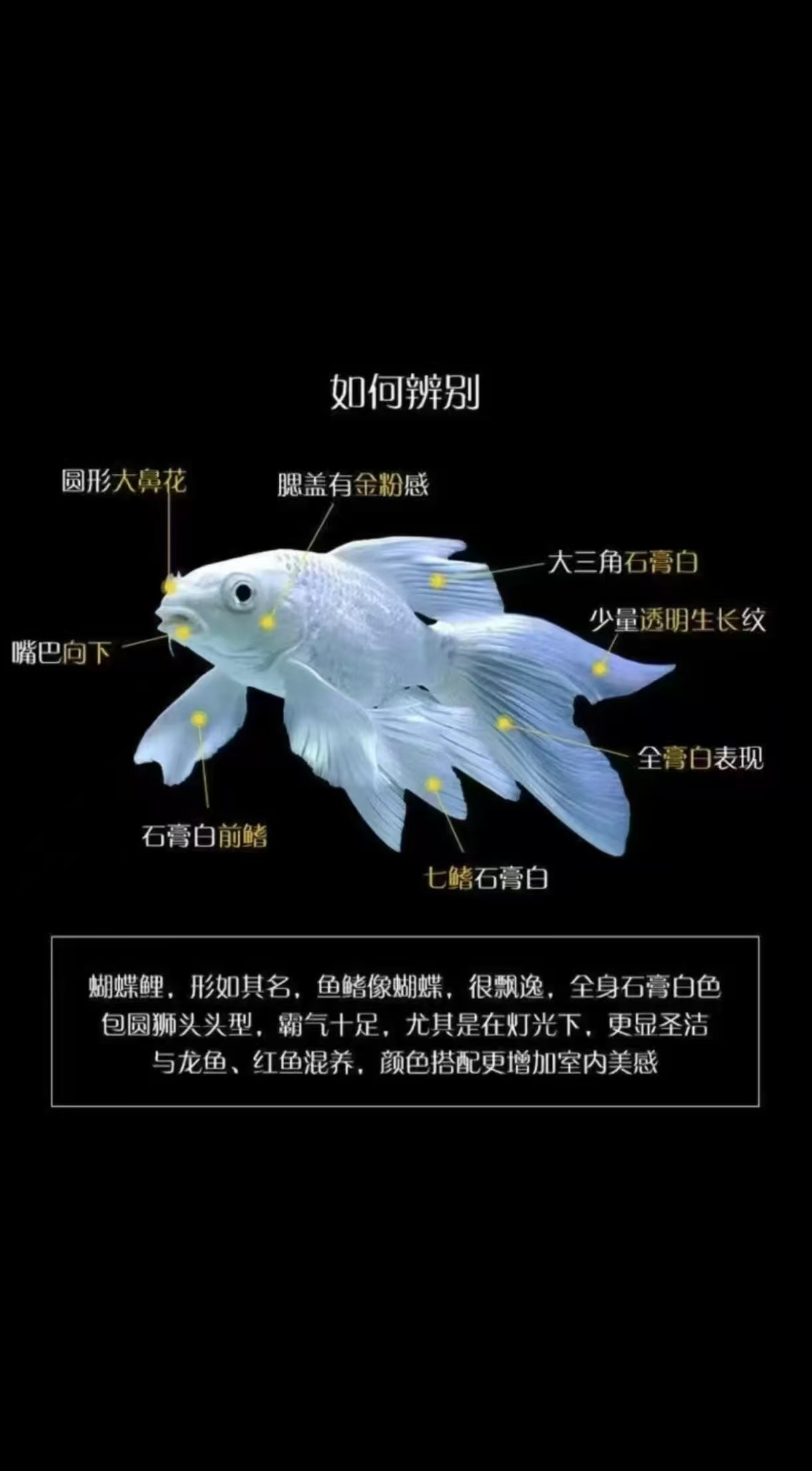 短球体蝴蝶鲤观赏鱼好养适合混养渔场直发