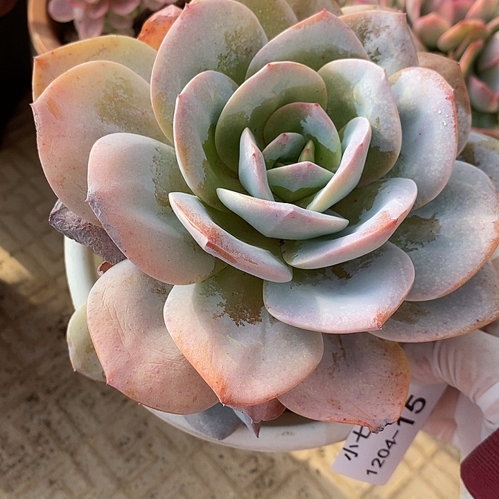 小七夕多肉奶茶15