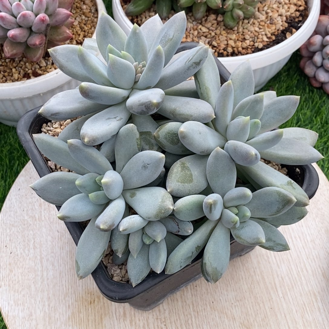 哥特萝莉多肉植物