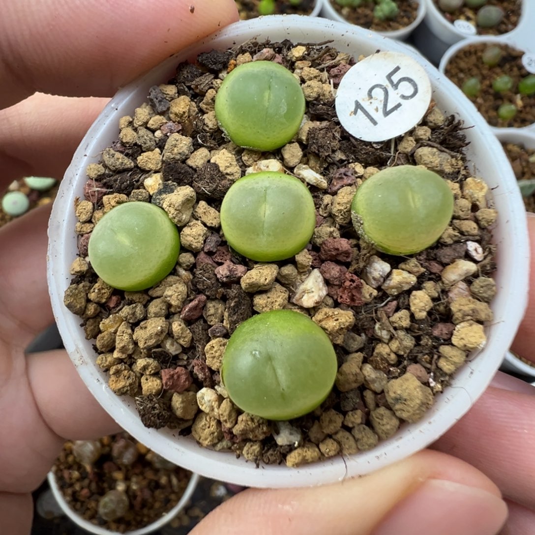 拉登一颗脱土125000